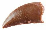 Serrated Raptor Tooth - Real Dinosaur Tooth #364802-1